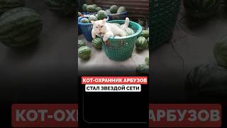 Кот Перл из Таиланда стал звездой интернета благодаря охране арбузов на семейной ферме