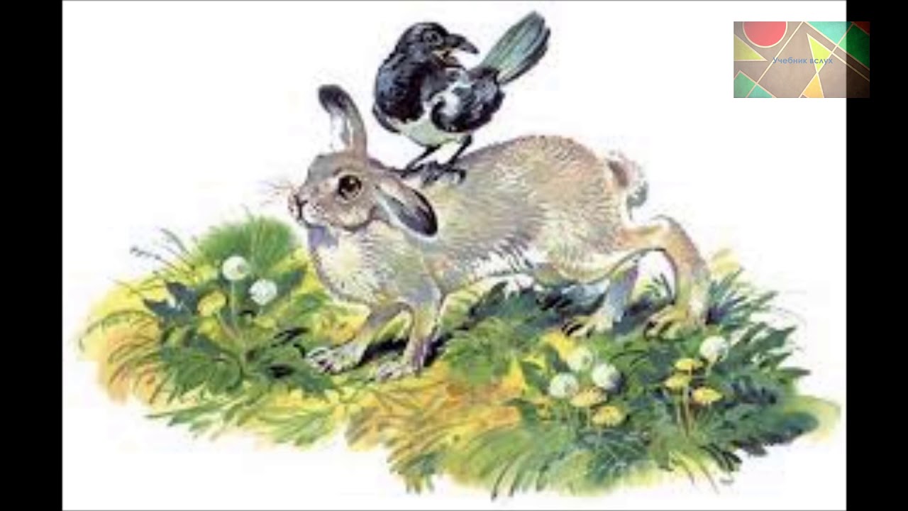 Жизнь животных весной сладкова сказки. Н И Сладков топик и Катя. Сладков сорока и заяц иллюстрации.