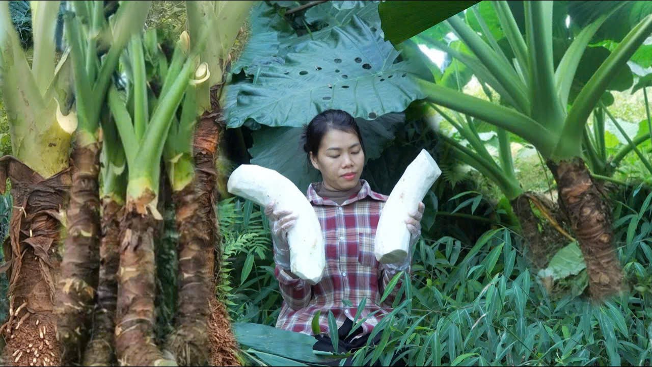 Trieu Ca's insecurity. And what happened to CEO Tu?