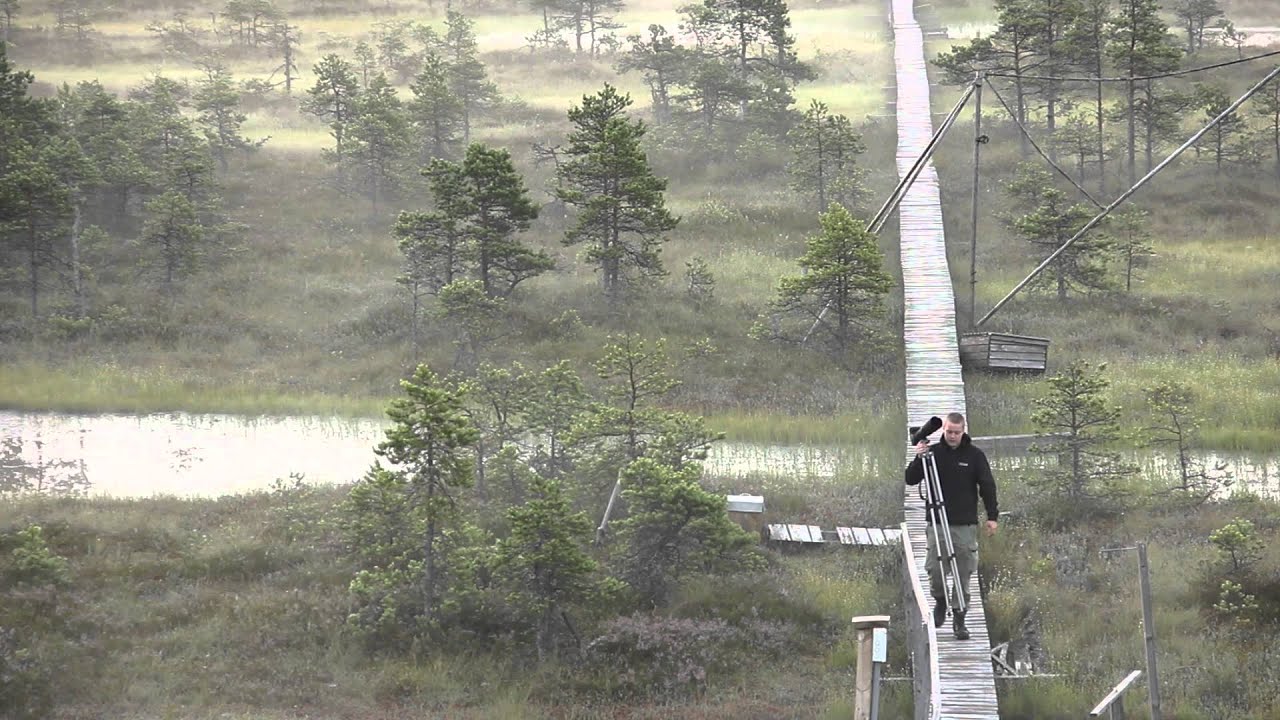 Männikjärve Raba / Männikjärve Bog, Estonia