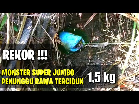 Video: Ikan Pengikut Dari Belut Bintik Emas Myrichthys Ocellatus Dengan Ulasan Tentang Ikan Anguilliform Sebagai Spesies Nuklir