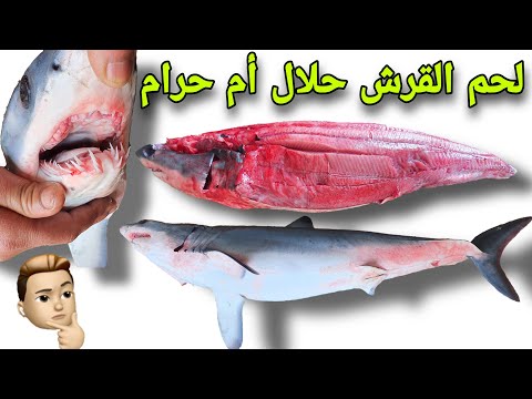فيديو: هل يمكنك أن تأكل عظام سمك القرش؟