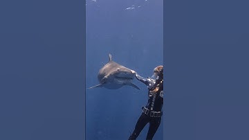 How To Gently Redirect A Tiger Shark Like Roxy 🦈💙🌊 #tigershark #sharkdiving #sharks #shorts