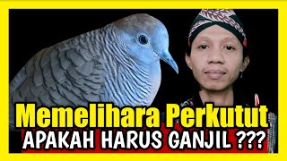APAKAH MEMELIHARA PERKUTUT HARUS GANJIL | INILAH ALASANYA.⁉️@agungnursaladin