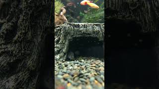 ドジョウたちの隠れ処#Shorts