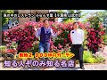 【もはやバラ園！】森の中のレストラン　ふらんす屋(._.)
