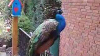 pfau im garten peacock in the garden