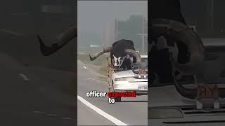 Police Pull Over Car With Massive Bull Riding Shotgun