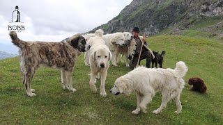 Câini ciobănești BĂRBAȚI (URIAȘI) și peste 1000 de oi BĂLE în vârf de MUNTE a lui Bambu SUPER VIDEO