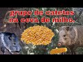 grupo de catetos comendo Milho.