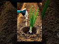 Plant Onions #gardenhacks  #diygarden  #gardening