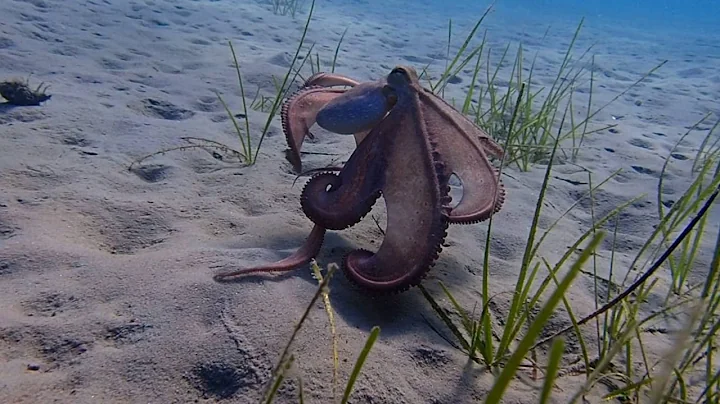 4 Octopus Super Powers in a Minute