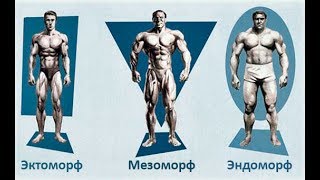 Программы Тренировок для Каждого Типа Телосложения Программы Тренировок для Каждого Типа Телосложения