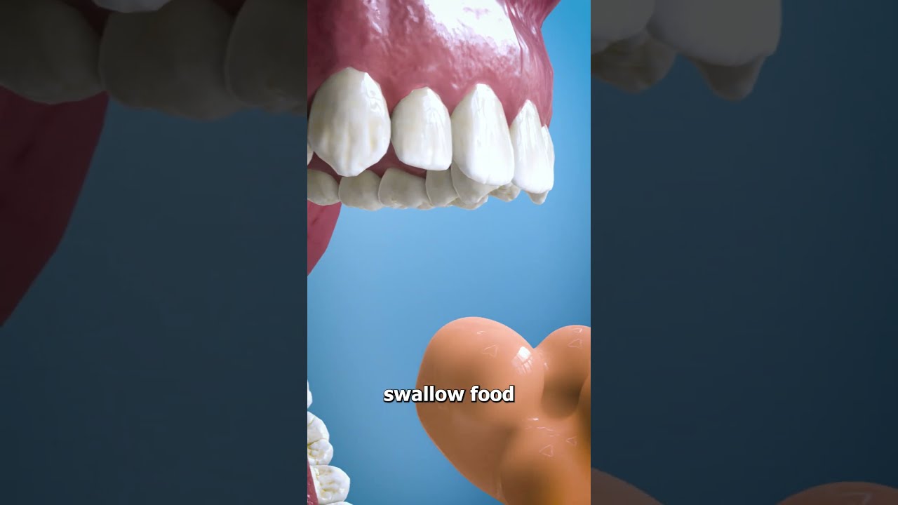 What Is The Purpose Of Your Uvula 