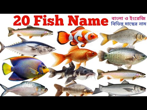 Fish Names in English & Bengali | 20 Fish Names With Pictures | Kids' Learning Video | Fish Vocab...