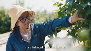 Yara’s field fertigation solution – YaraRega™ and YaraTera™ CALCINIT