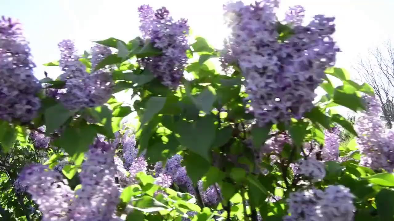 Lilacs at Denver Botanic Gardens
