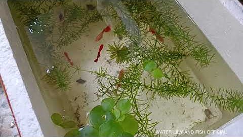 DÙNG RONG ĐUÔI CHÓ GIÚP NƯỚC ỔN ĐỊNH CHO NGƯỜI MỚI TẬP NUÔI CÁ CẢNH