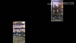 My Little Birds Home