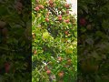 100+ Apples in a Tree #shorts