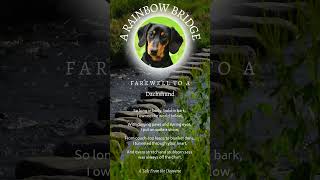 Dachshund Rainbow Bridge Tribute 🌈 | A Poem for the Brave, Bold, and Slightly Ridiculous Hot Dogs