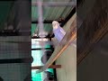 Budgies dancing 😍😂 ##budgies #birds