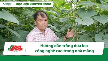 Kỹ thuật trồng dưa leo công nghệ cao trong nhà màng