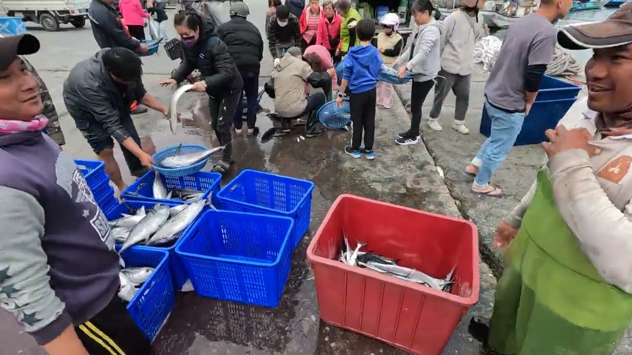 Treasure Hunt Fastest Hands at the Harbor! Scoring Fresh Catch Direct from the Source! 朝陽漁港 定置漁場 5