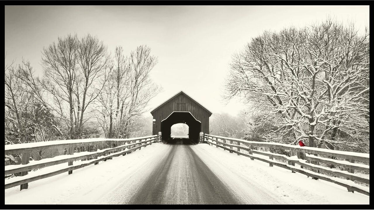 Beautiful black and white winter tv art framed red bird wallpaper no sound