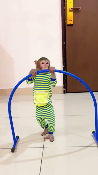 Lucu Banget Monyet Ini Olah Raga
