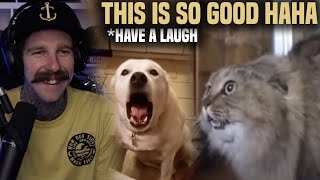 Daft Punk - Harder, Better, Faster, Stronger (Animal Cover) | RichoPOV Reacts