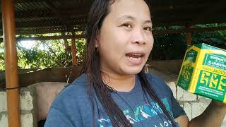 Mga dapat ibigay sa  buntis na inahin para maparami at malusog ang mga biik