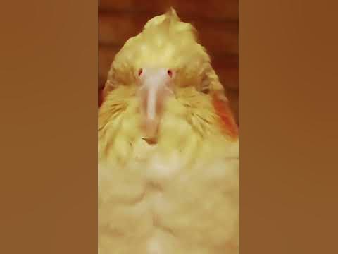 Розочка🥰 - YouTube