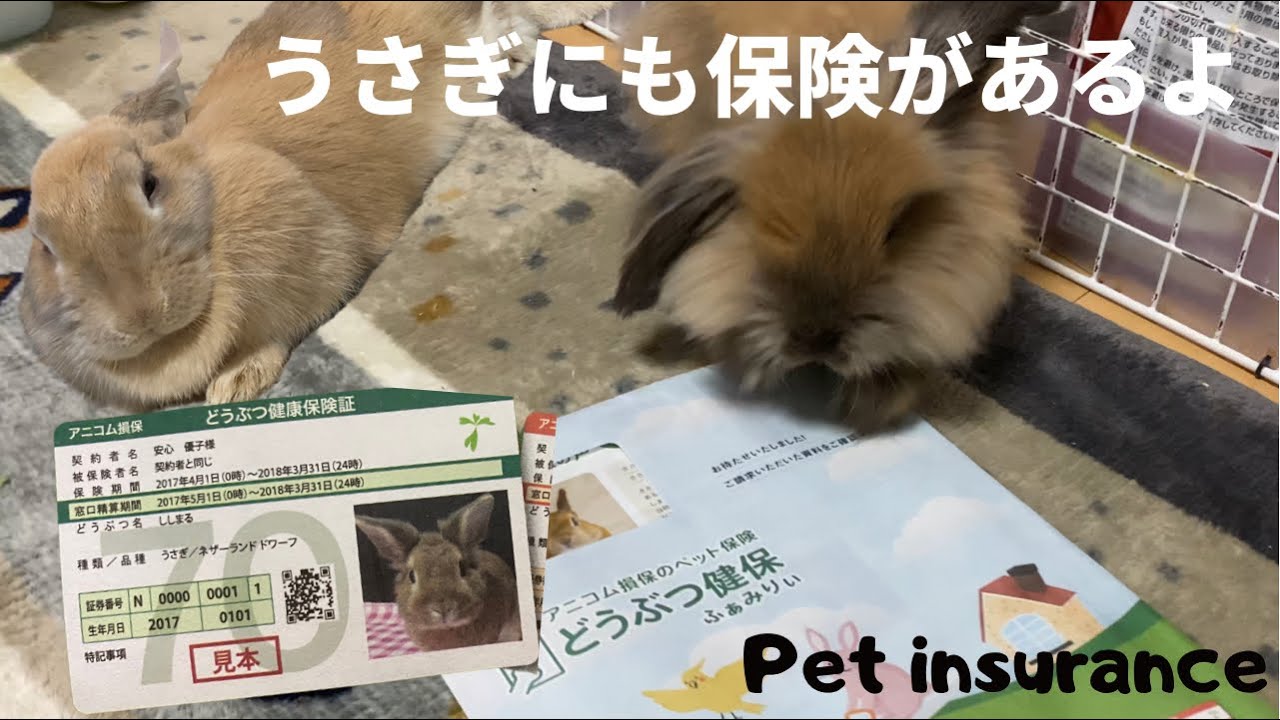 224 うさぎの保険 アニコム損保 どうぶつ健保ふぁみりぃ の資料請求してみた ミニうさぎ生後9ヶ月 アメリカンファジーロップ5ヶ月 も加入する Check Pet Insurance Youtube