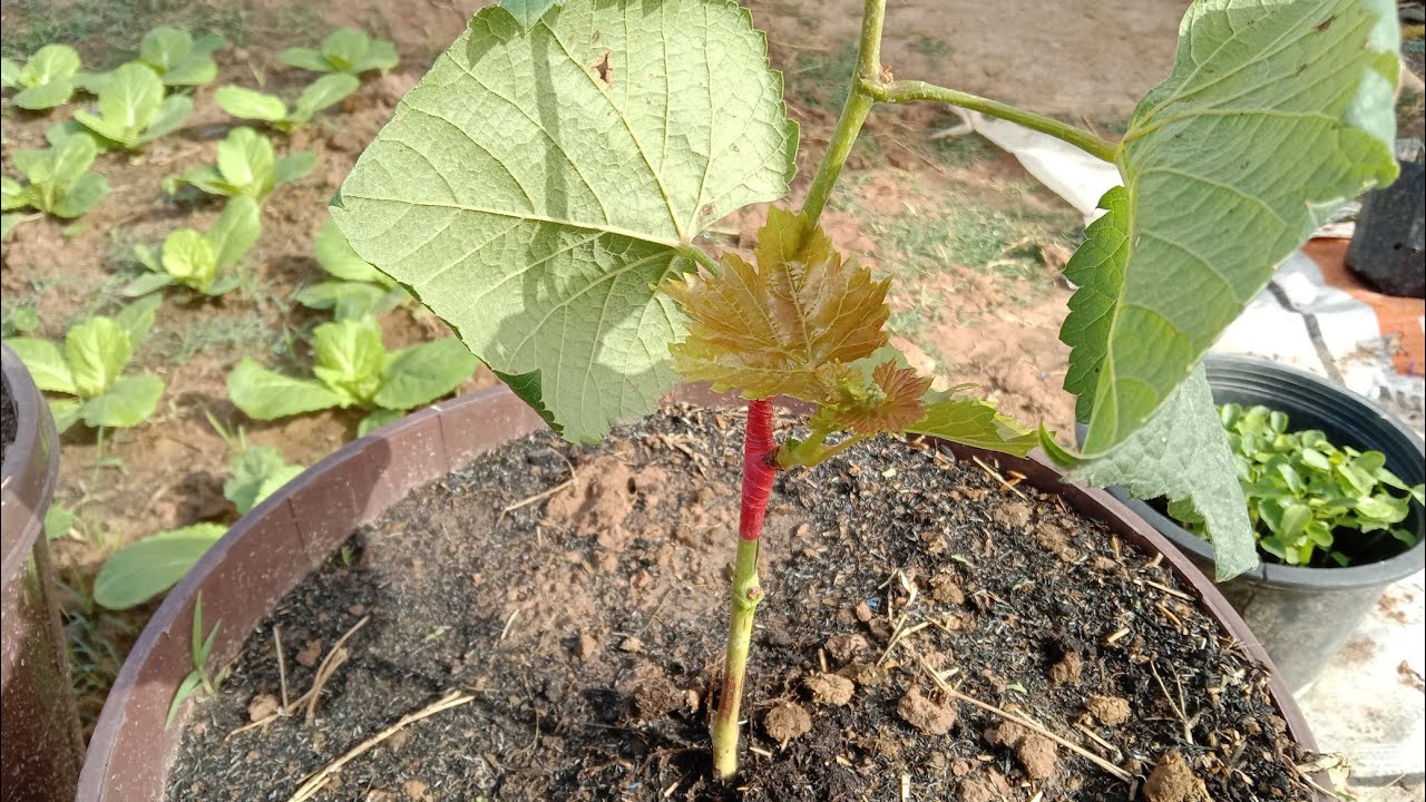 เปิดเผยสูตรดูแลต้นองุ่นให้รอด100% เต็ม!!  แบบละเอียดมือใหม่ก็ทำได้เอง