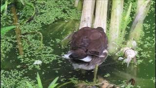 Common Gallinule (Gallinula galeata)