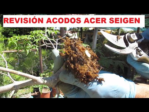 Video: Información sobre el arce coreano: cuidado de los arces coreanos en el paisaje