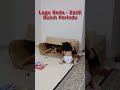 Life of Arveen. Lagu Reda nyanyian Zaidi Buluh Perindu.