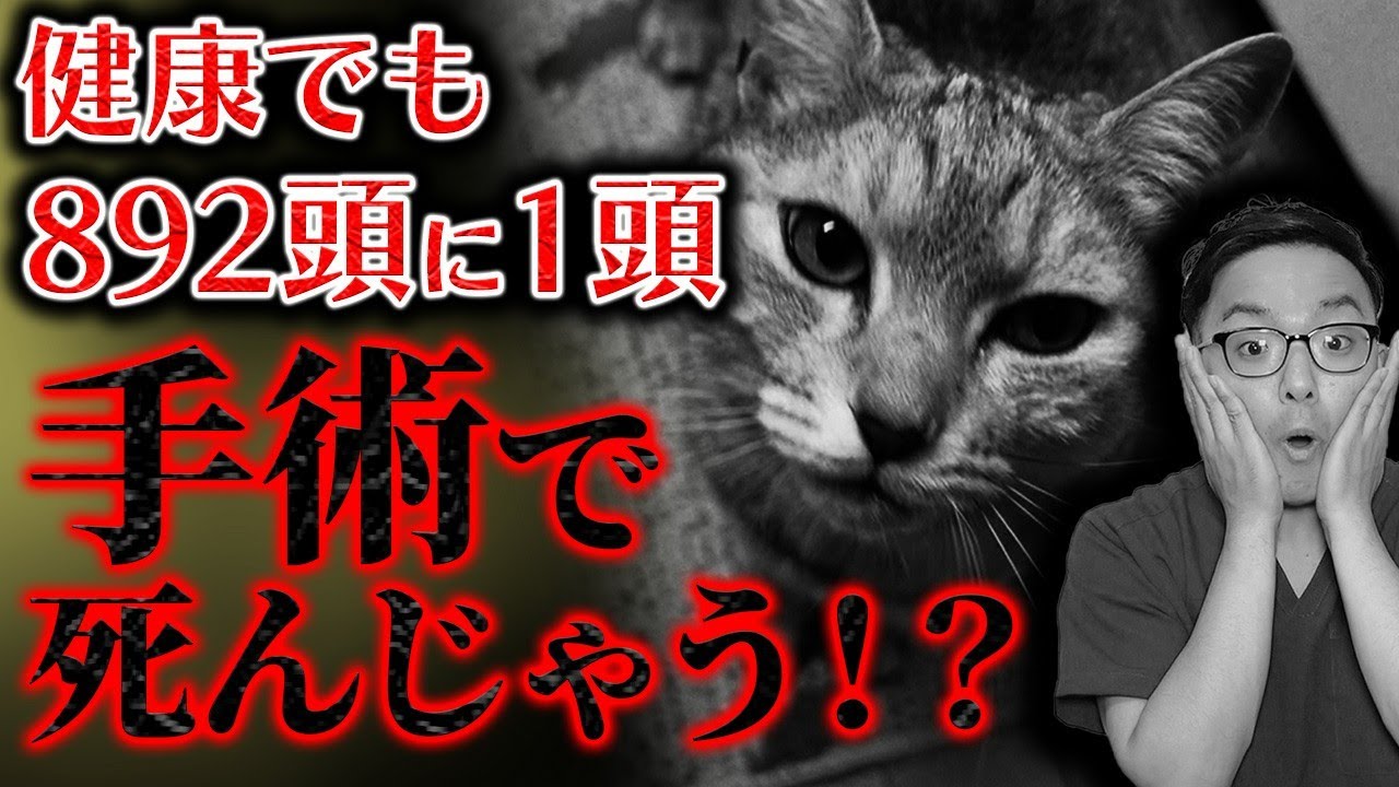 【危険！？】ネコの避妊去勢のデメリットを獣医が公開！！