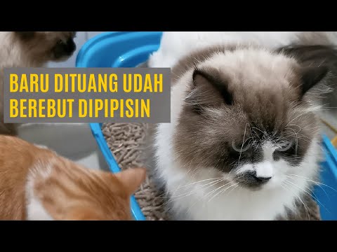 Video: Kotoran Kucing Ramah Lingkungan