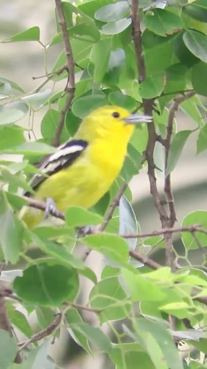 Panggilan dan nyanyian burung Iora biasa #shorts
