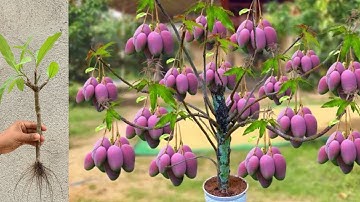 Unique skill Growing Mango Tree Using Onions and Easy Technique I Grafting Mango tree