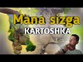 Mana sizga Kartoshka | Kartoshka Sotamiz 2 | Kartoshka