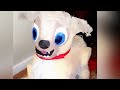 perrito Pug en piñata de Cartón