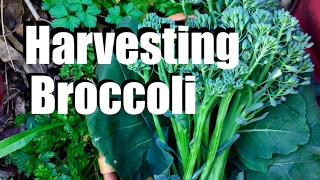 Harvesting Broccoli - When, How and TIps for Broccoli Flowers & Leaves
