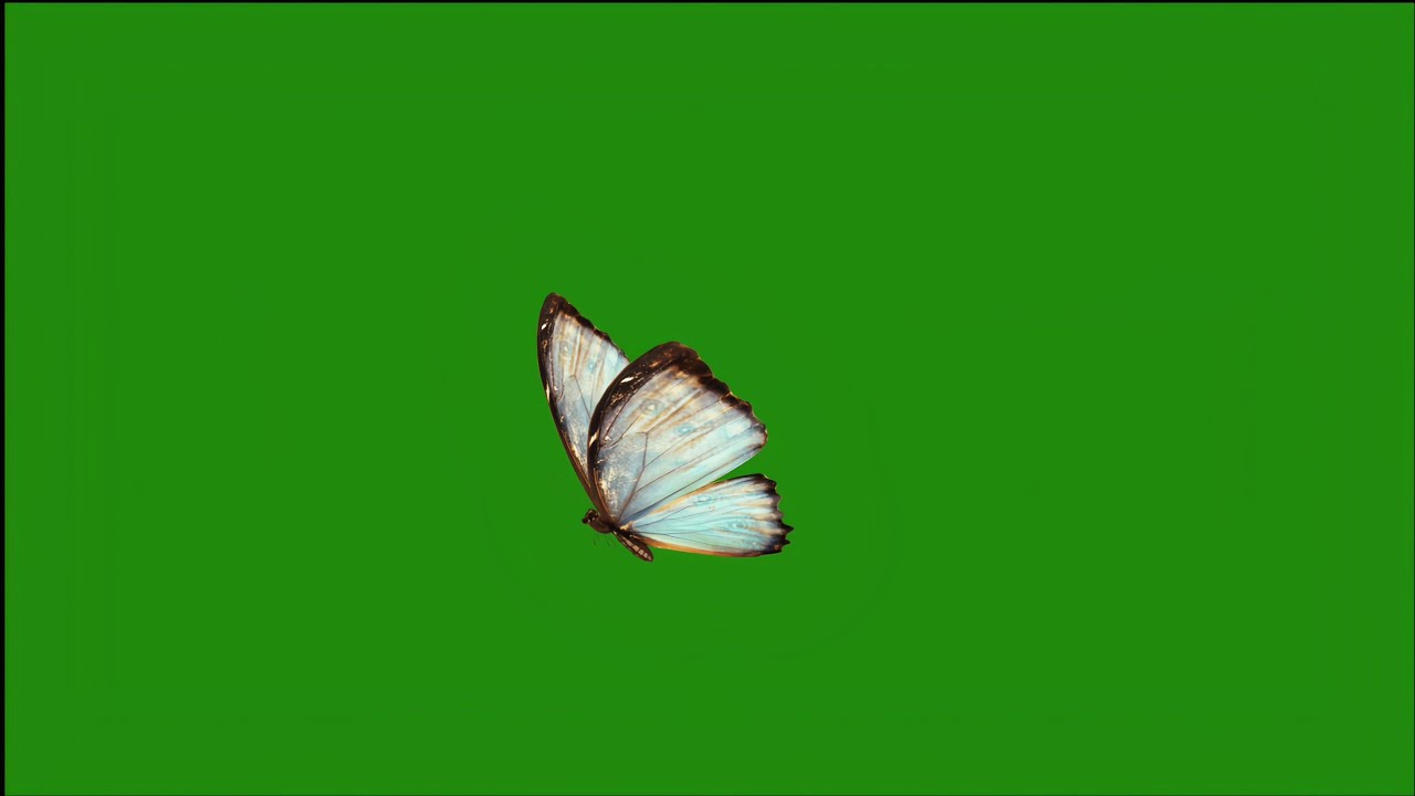 Glitter effect butterfly green screen flying | Green screen butterfly effect background