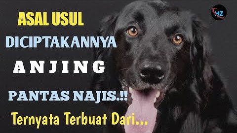 PANTAS HARAM !! Tenyata Asal Mula Anjing Terbuat Dari...