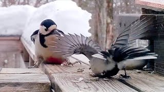 Japanese Tit Boldly Picks a Fight with Great-Spotted Woodpecker! by しめさん Shimesan 4,061 views 1 month ago 1 minute, 11 seconds