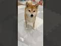 毎日おかわり希望 #柴犬 #犬 #豆柴 #おかわり