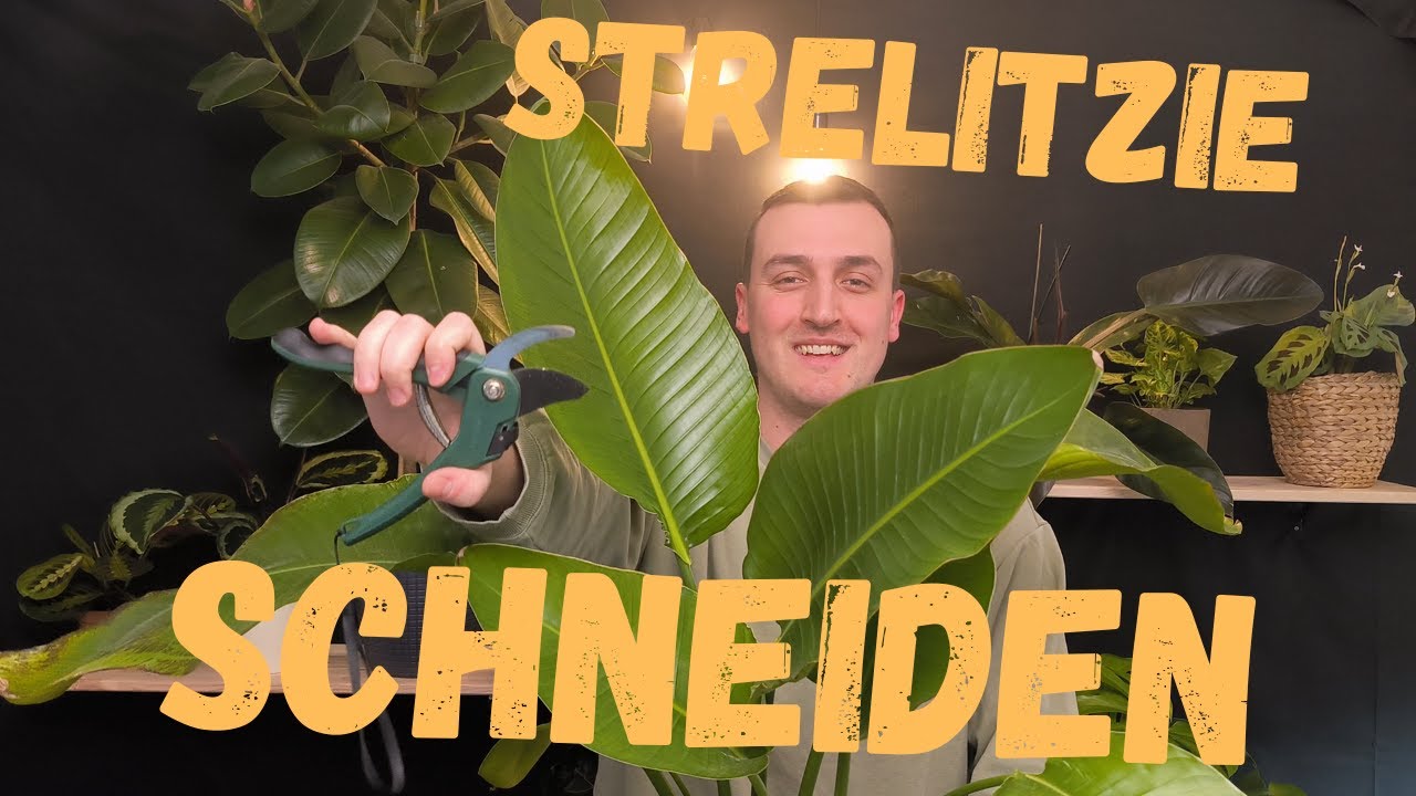 Strelitzie schneiden - Bltter schneiden fr einen gesunden Wuchs